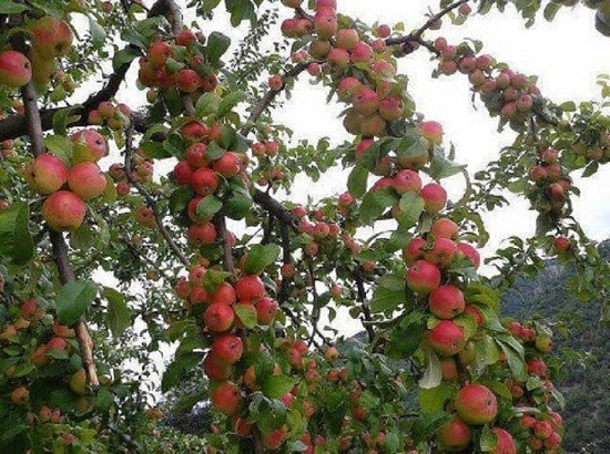 Những vườn táo mèo sai trĩu quả tại Sapa