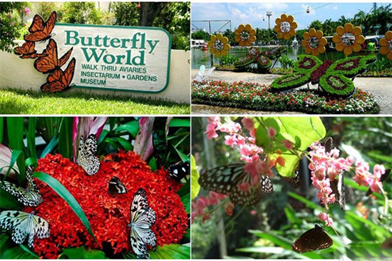Vườn bướm Saithip độc lạ tại Thái Lan
