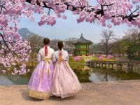 Du lịch Hàn Quốc mùa hoa anh đào