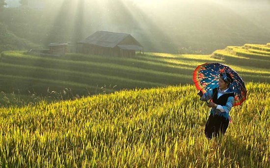 Kinh nghiệm du lịch Hoàng Su Phì đầy đủ nhất