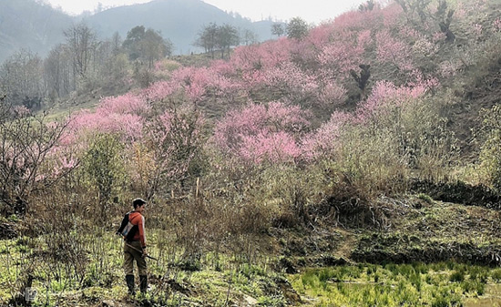 Khung cảnh Hoan Xuân tại Lào Cai mang đến vẻ đẹp thơ mộng