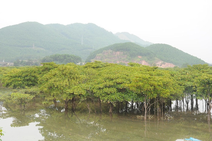Rừng ngập mặn ven biển Đồng Rui, Tiên Yên, Quảng Ninh là khu rừng cây ngập mặn nguyên sinh cổ nhất và đẹp nhất miền Bắc.