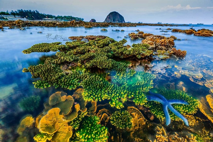 Chiêm ngưỡng và chụp ảnh san hô gần bờ