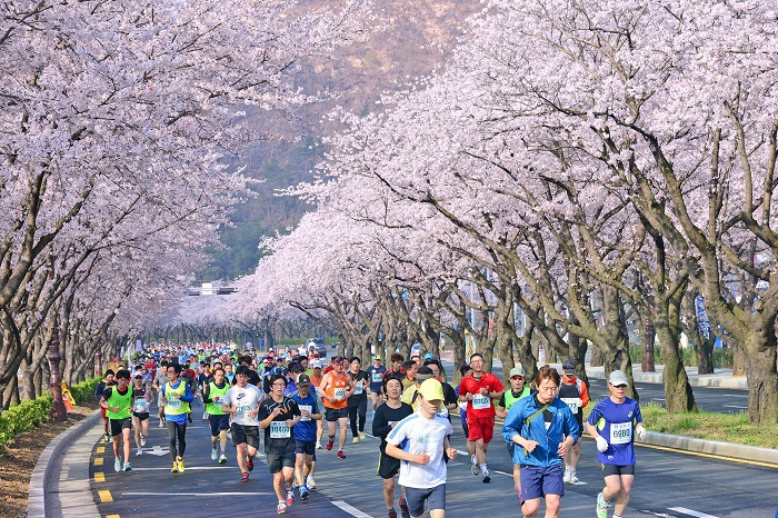Gyeongju có cuộc thi chạy marathon vào lễ hội hoa anh đào