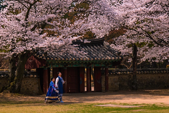 Gyeongpodea vào mùa hoa anh đào