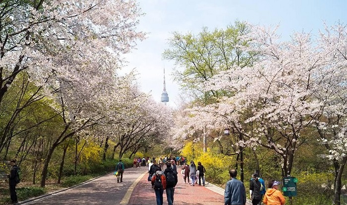 Ngắm hoa anh đào tại tháp N Seoul