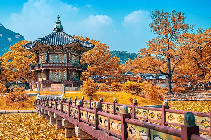 Mùa thu Hàn Quốc được thay áo mới với sắc vàng của lá