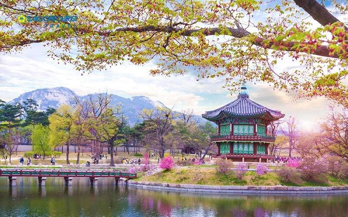 Cung điện tại Seoul vào mùa hoa anh đào