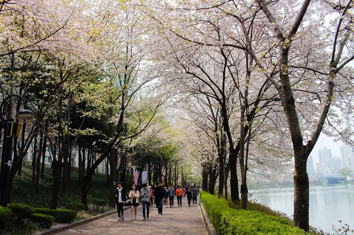 Hồ Seokchon được trồng rất nhiều hoa anh đào quanh hồ
