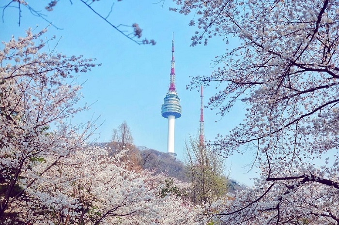 Du lịch Hàn Quốc mùa hoa anh đào là thời điểm tuyệt vời để chụp cho mình những bức ảnh đẹp