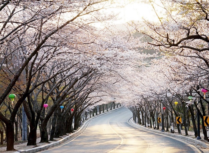 Giữa tháng 3 đầu tháng 4 là thời điểm thích hợp để du lịch Hàn Quốc mùa hoa anh đào