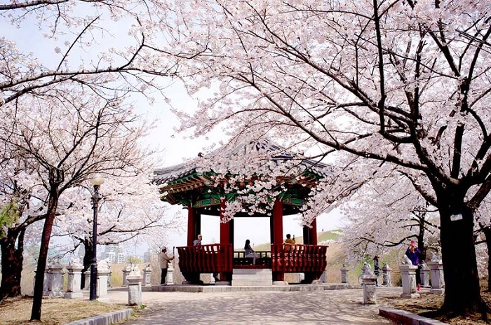 Mùa xuân ở Hàn đắm chìm trong sắc màu của hoa anh đào