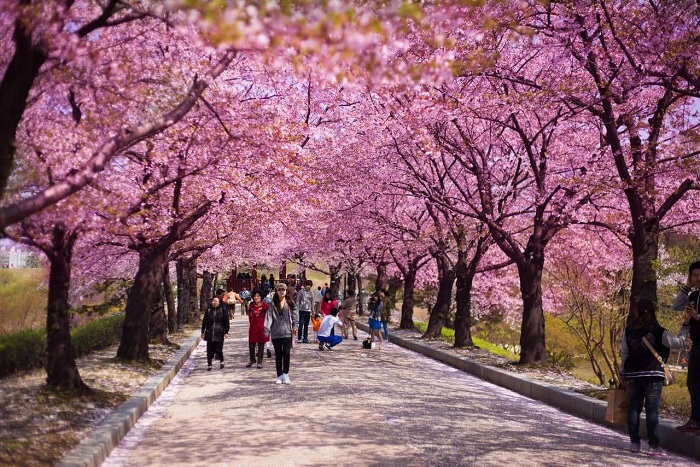 Mùa xuân ở đảo Jeju với hoa anh đào nở rộ
