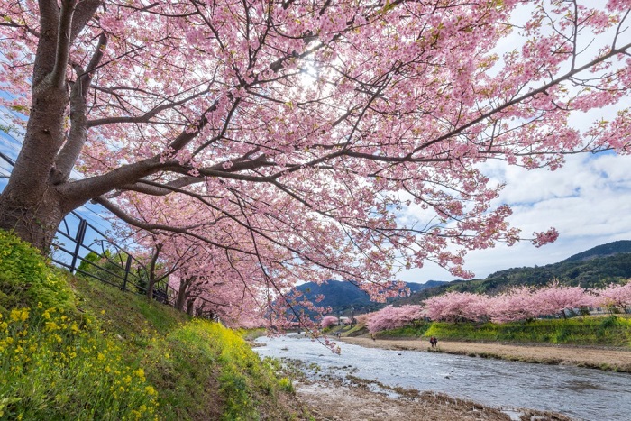 Ngắm hoa anh đào tại rừng Seoul dành cho những người yêu thích sự yên tĩnh, thanh bình