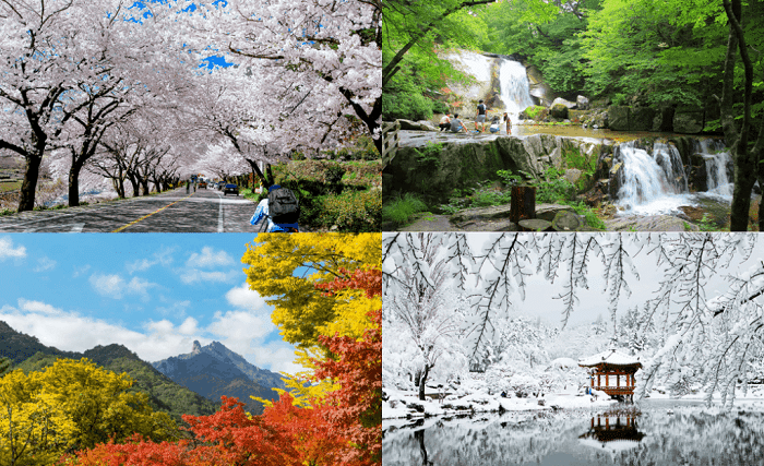 Thời tiết Hàn Quốc chia làm 4 mùa rõ rệt: xuân, hạ, thu, đông
