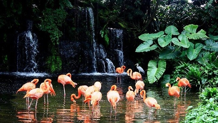 Vườn chim Bird Paradise là một khu bảo tồn sinh vật quan trọng với nhiều loài chim quý tại Singapore