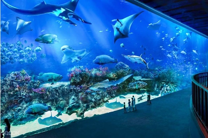 Thủy cung S.E.A Aquarium Singapore 
