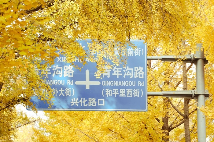 Bắc Kinh thơ mộng mùa thu thay lá